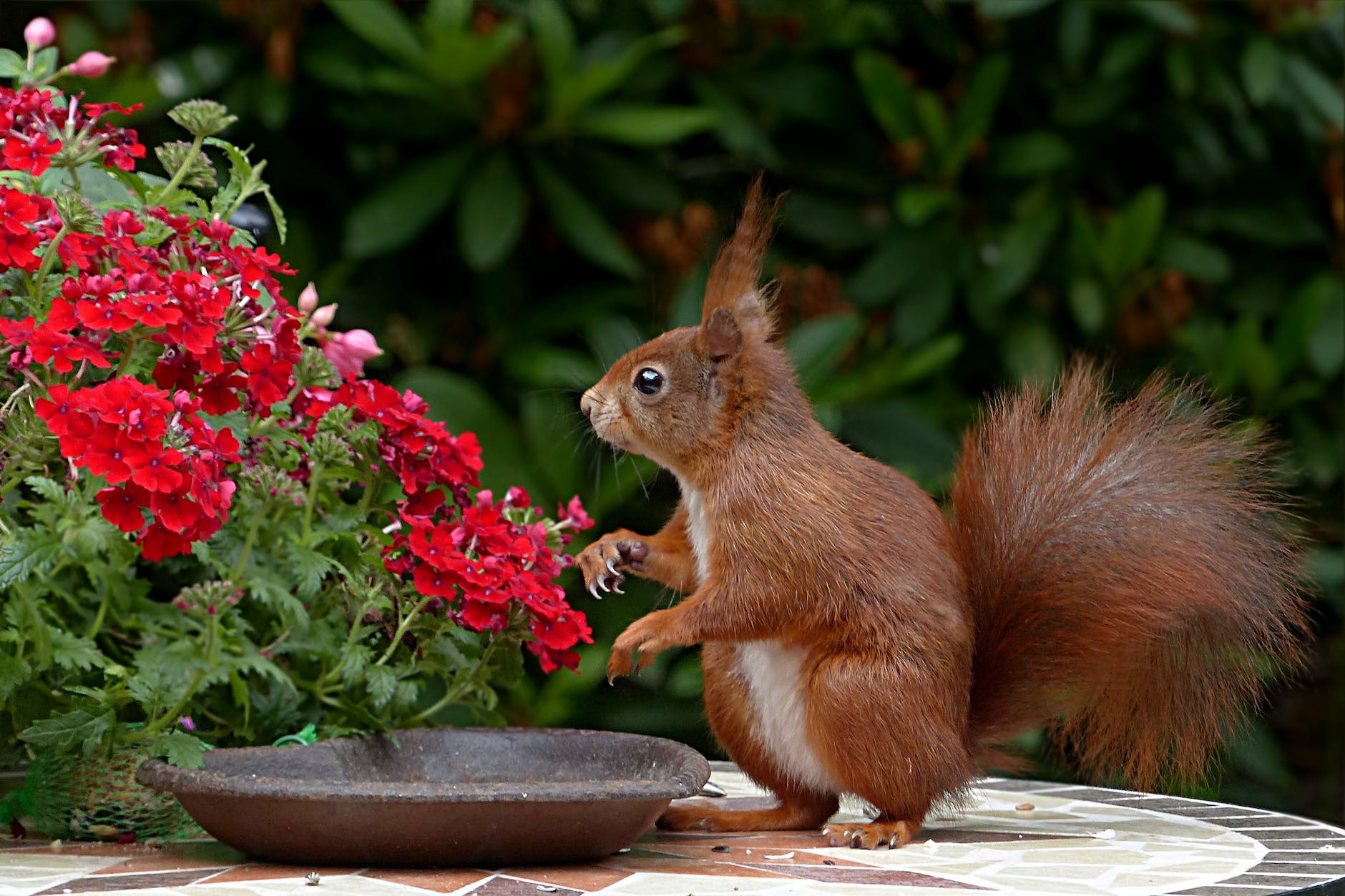 ChatGPT for Squirrels: How Squirrels Can Benefit from AI